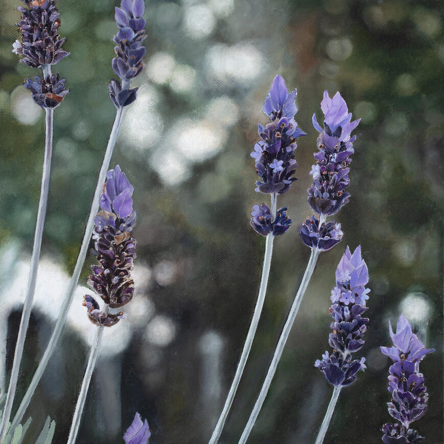 Lavenders 30cm x 30cm