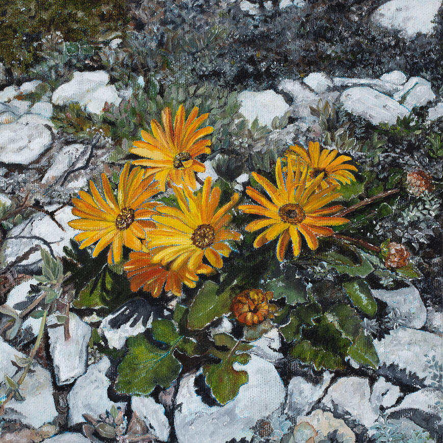 West Coast Flowers 2 20cm x 20cm
