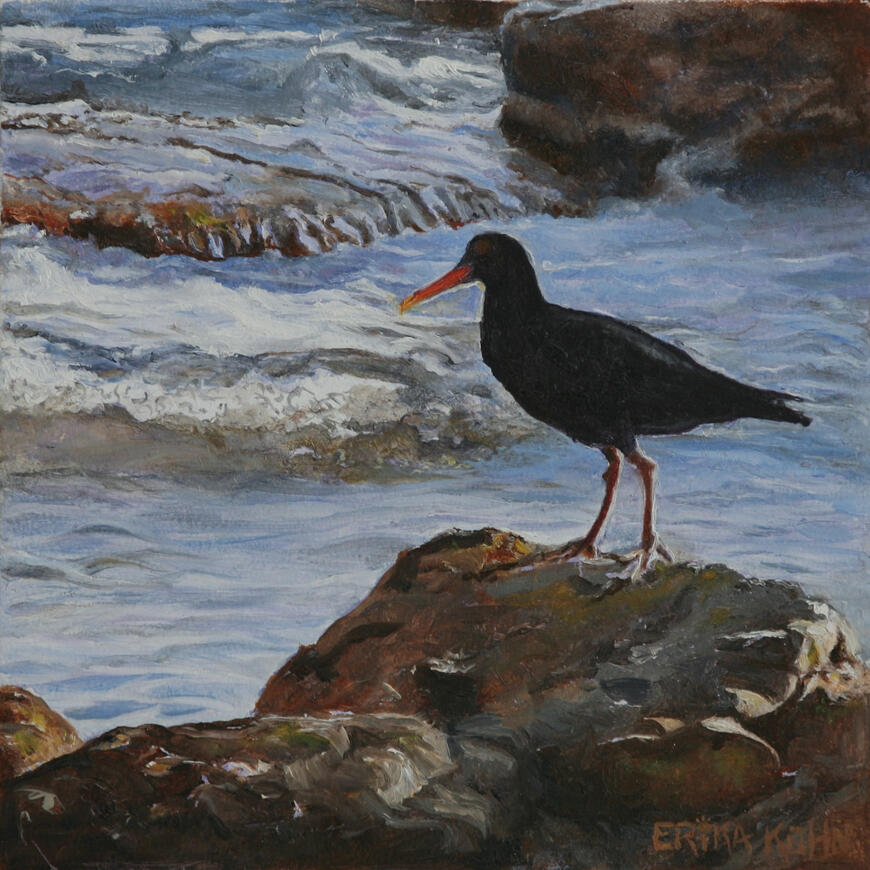 Oyster Catcher 2 15cm x 15cm. (Oil on wood)