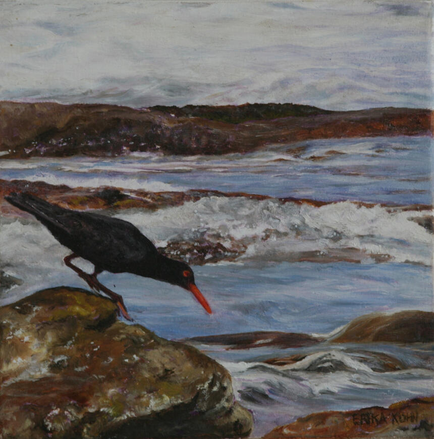 Oyster Catcher 1 15cm x 15cm. (Oil on wood)